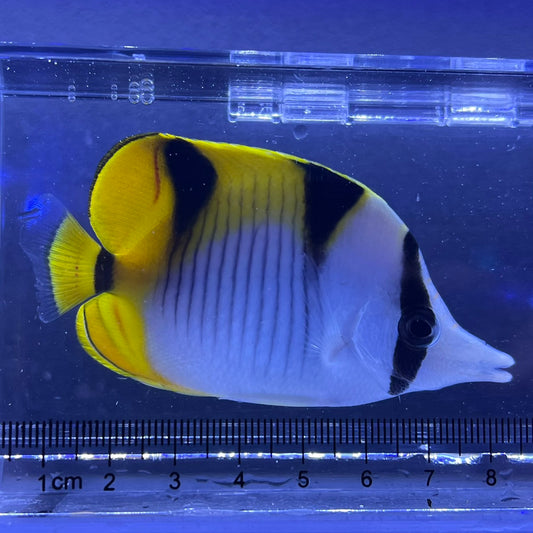 サドルバックバタフライ