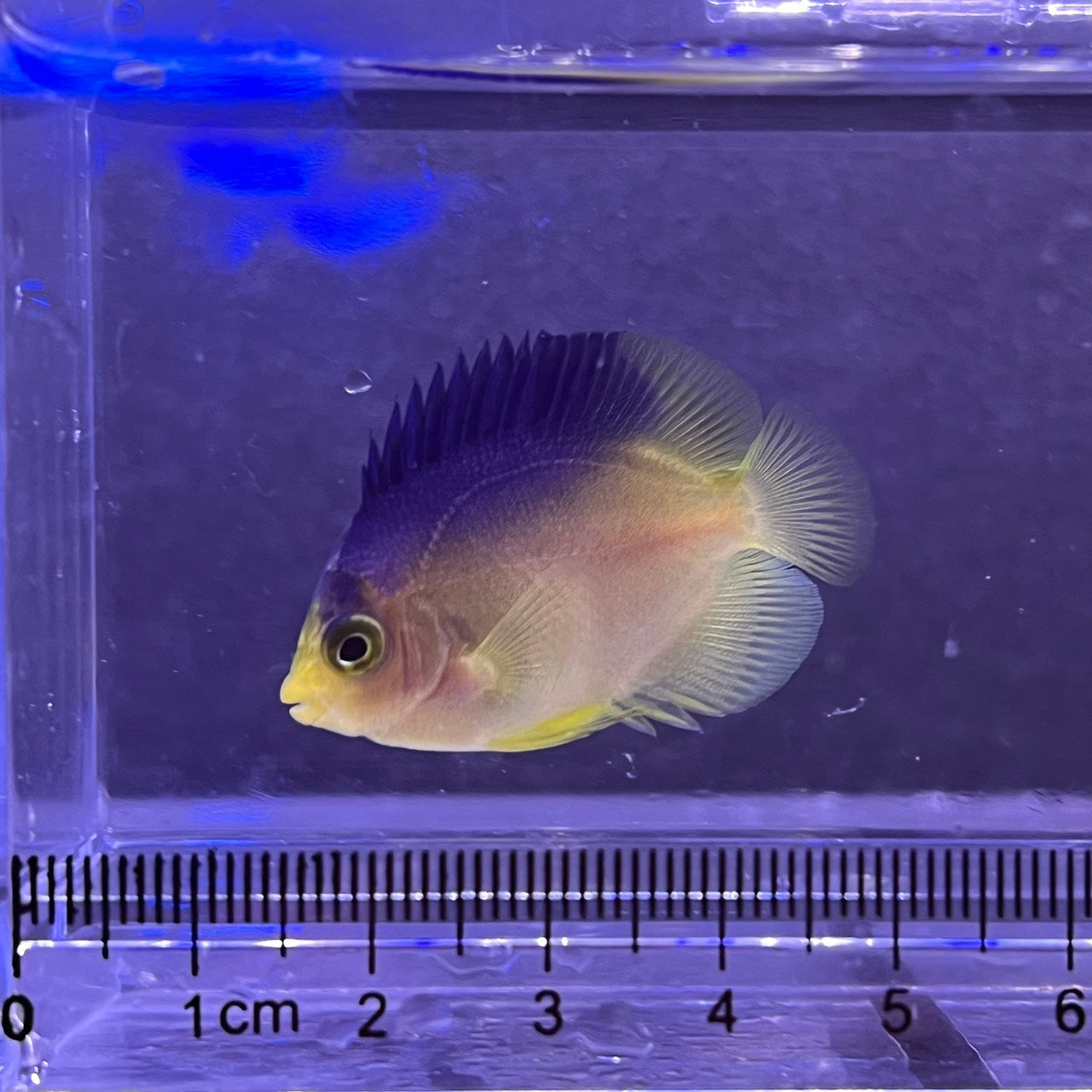 コリンズピグミーエンゼル