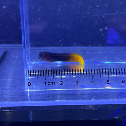 フタイロカエルウオ