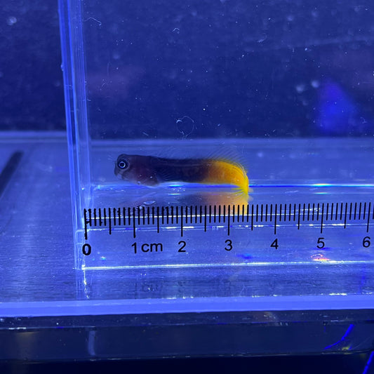 フタイロカエルウオ