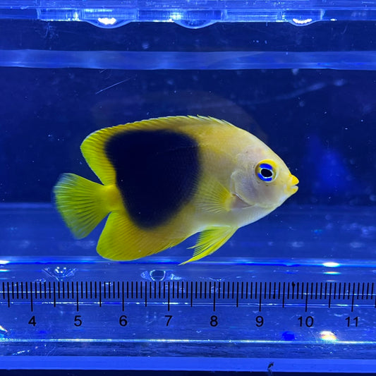 ロックビューティー