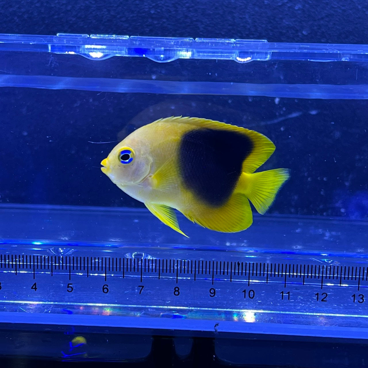 ロックビューティー