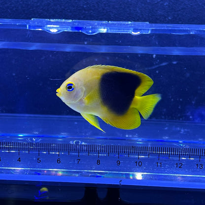 ロックビューティー