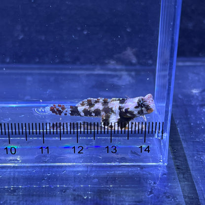 コウワンテグリ