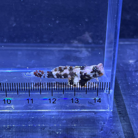 コウワンテグリ