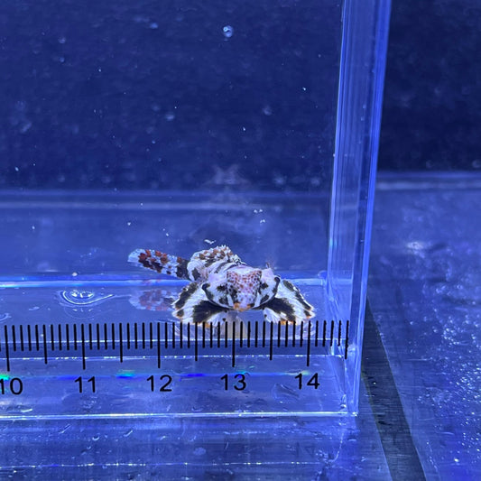 コウワンテグリ