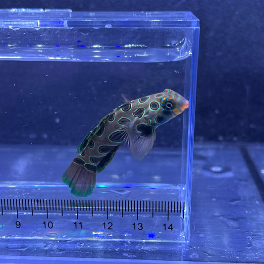 スポッテッドマンダリン