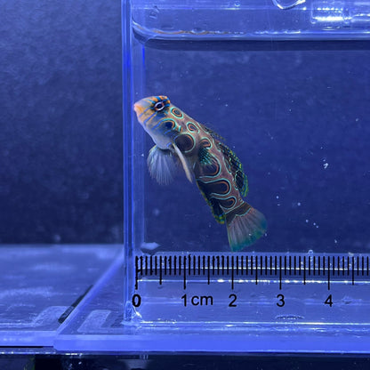 スポッテッドマンダリン