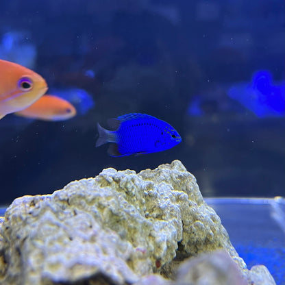 スプリンガーズデムワーゼル