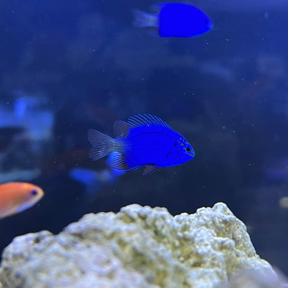 スプリンガーズデムワーゼル