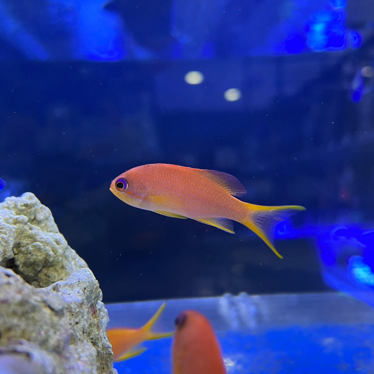 キンギョハナダイ　メス