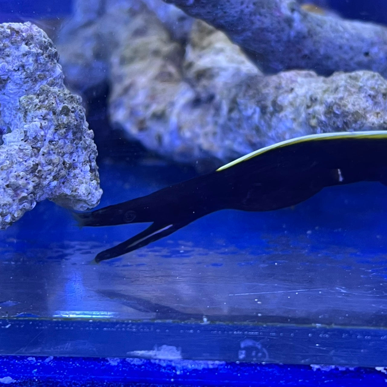 ハナヒゲウツボ