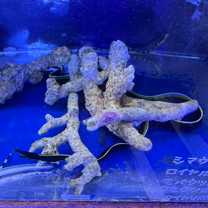 ハナヒゲウツボ