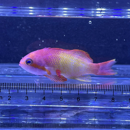 インドキンギョハナダイオス