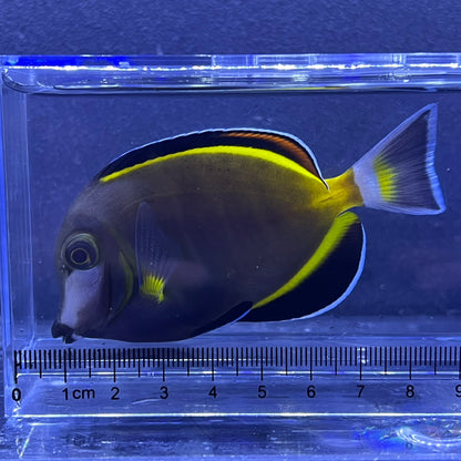 ナミダクロハギ