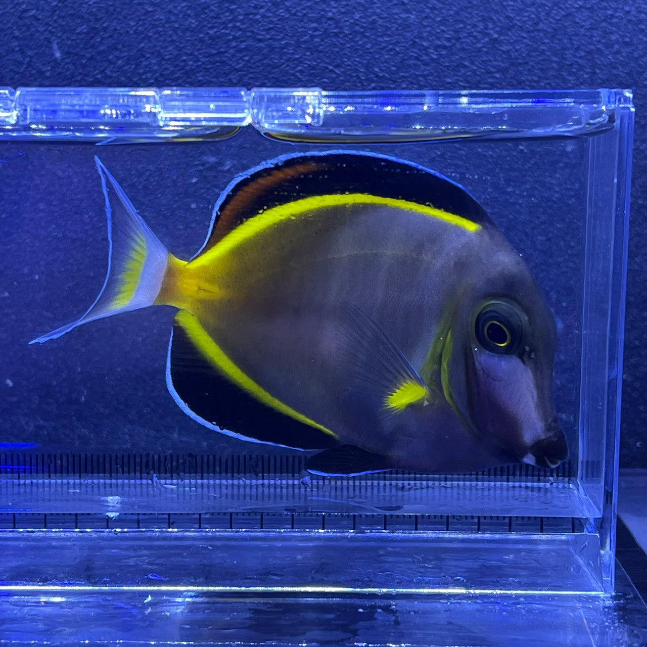 ナミダクロハギ