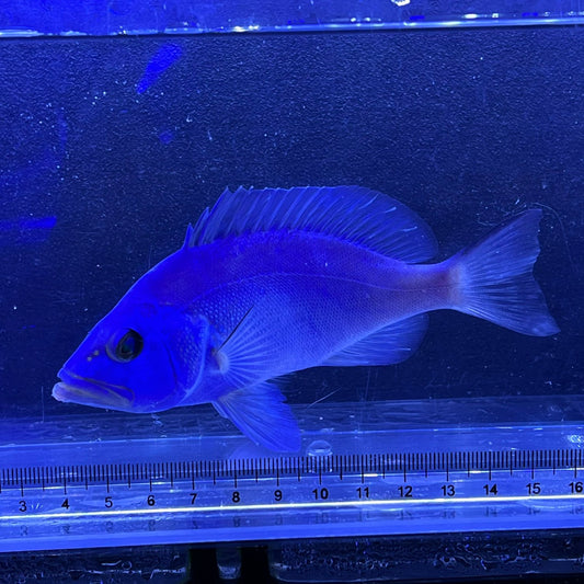 ブルーハムレット