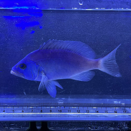 ブルーハムレット