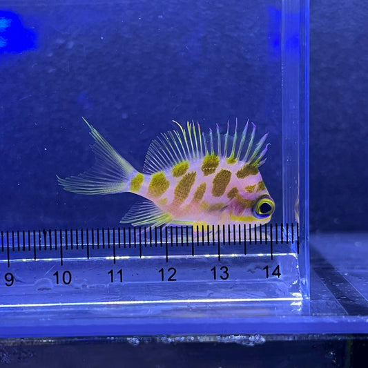 マダラハナダイ