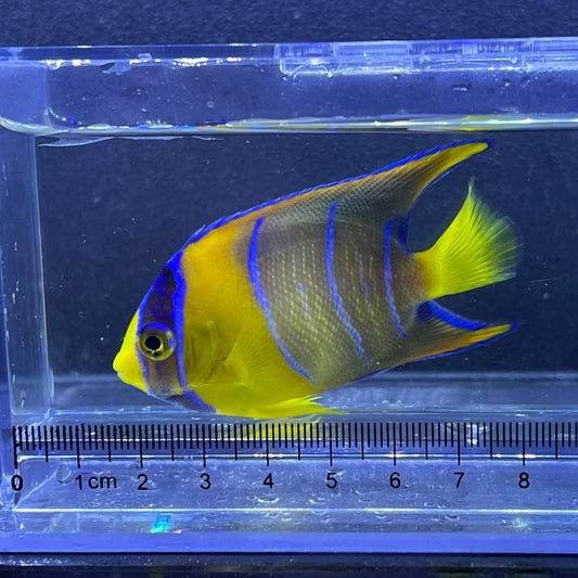 クイーンエンゼル