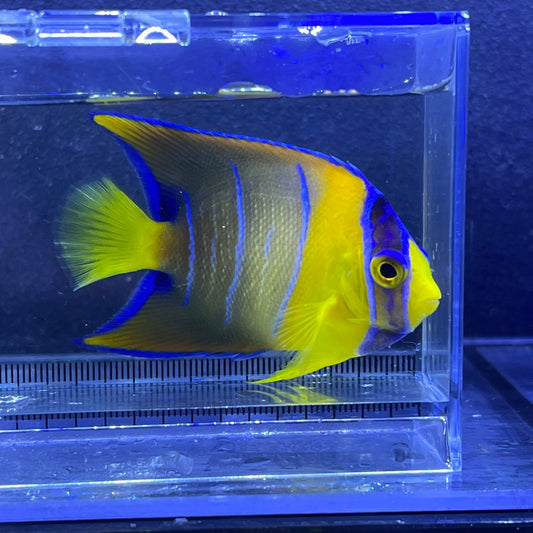 クイーンエンゼル