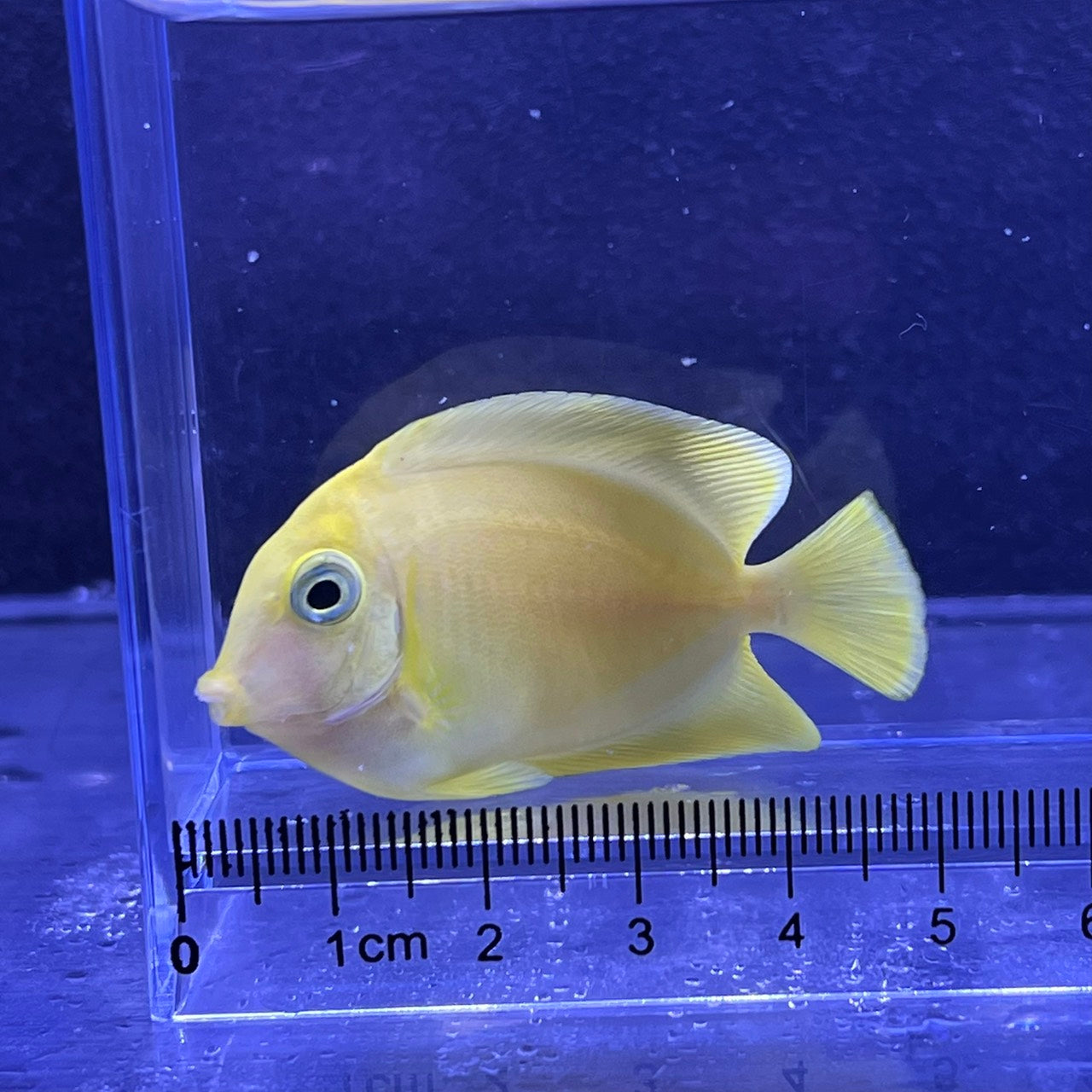 クログチニザイエロー