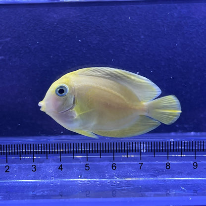 クログチニザイエロー