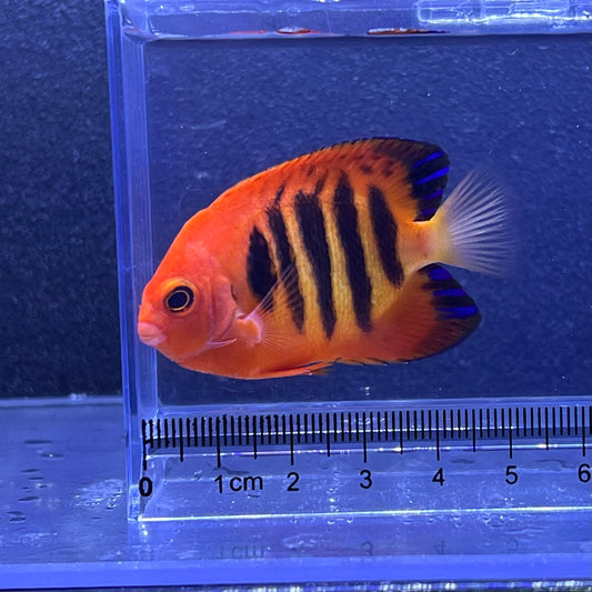 フレームエンゼル