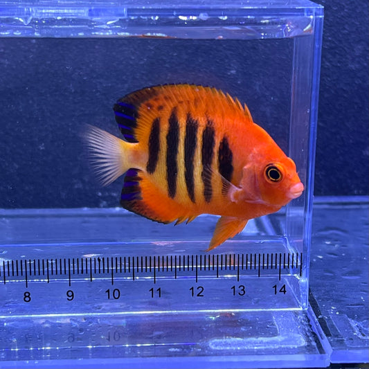 フレームエンゼル