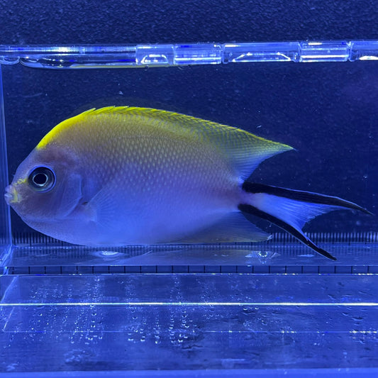 ヤイトヤッコ　メス