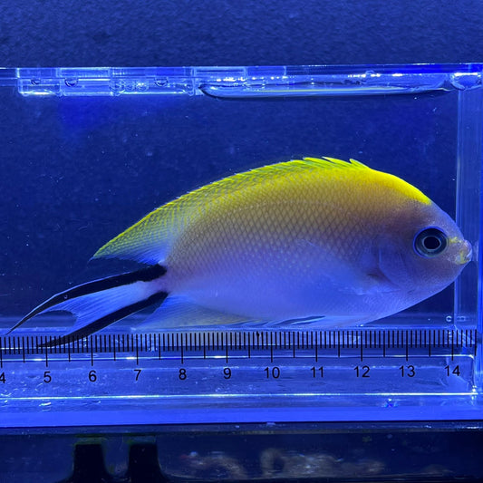 ヤイトヤッコ　メス