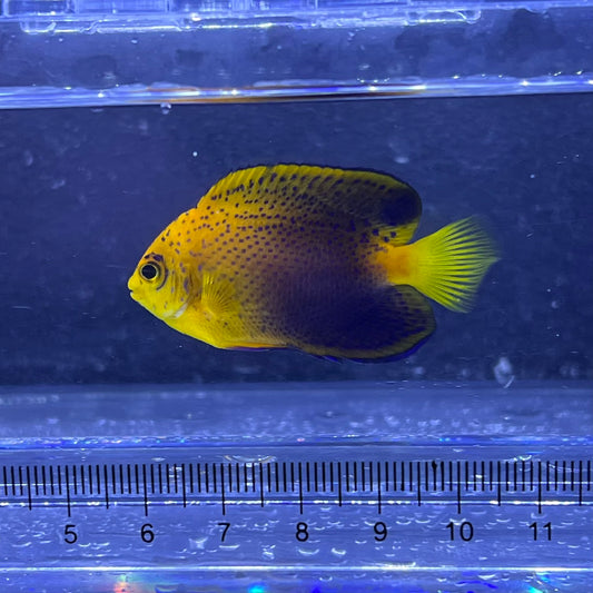 カミハタブリードレンテンヤッコ②