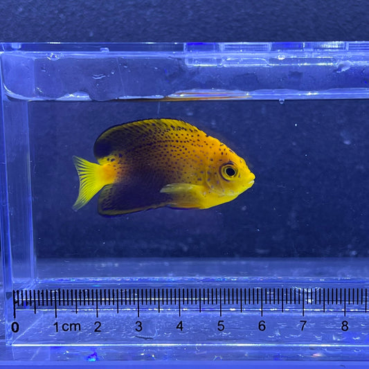 カミハタブリードレンテンヤッコ②