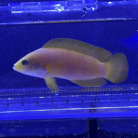 セダカニセメギス