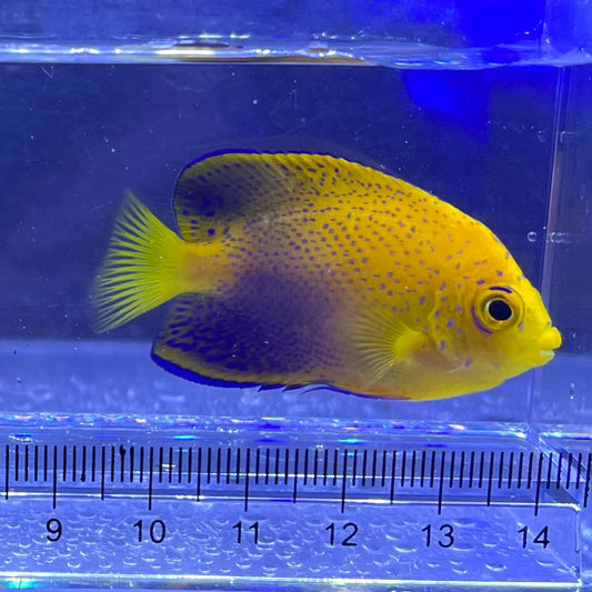 カミハタブリードレンテンヤッコ①