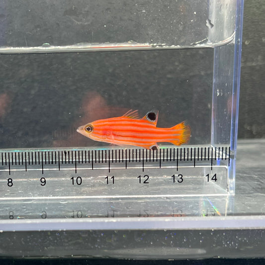 オレンジストライプバスレット