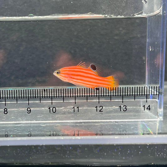 オレンジストライプバスレット