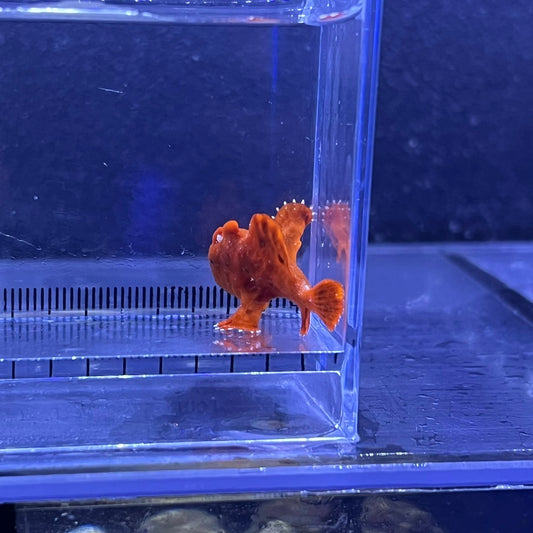 イロカエルアンコウ　レッド