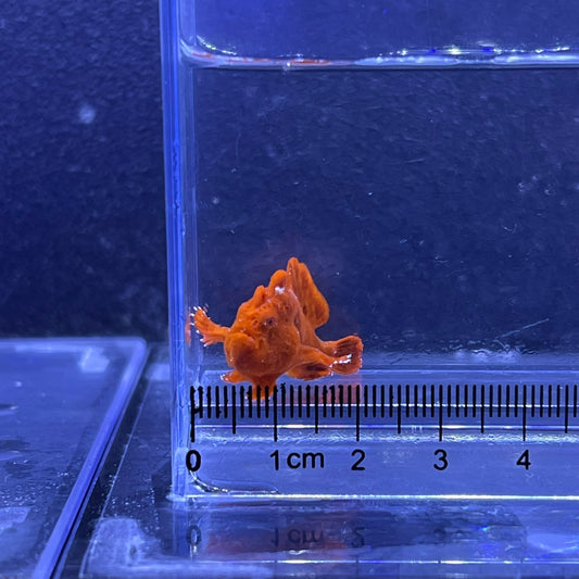 イロカエルアンコウ　レッド