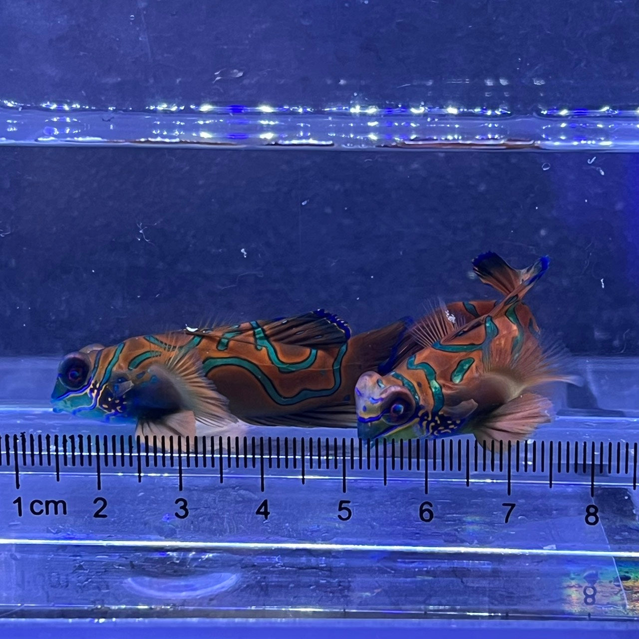 マンダリン　レッド