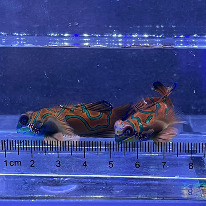 マンダリン　レッド