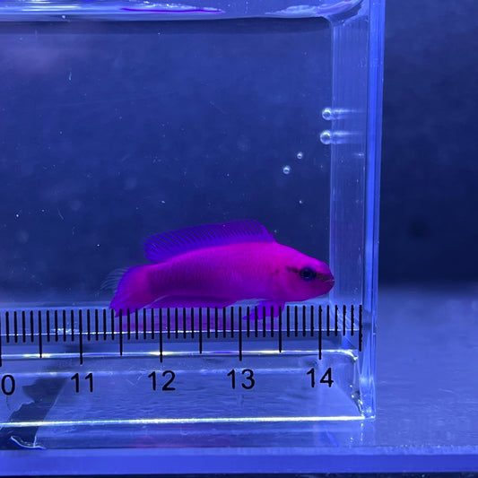 オーキッドドティーバック