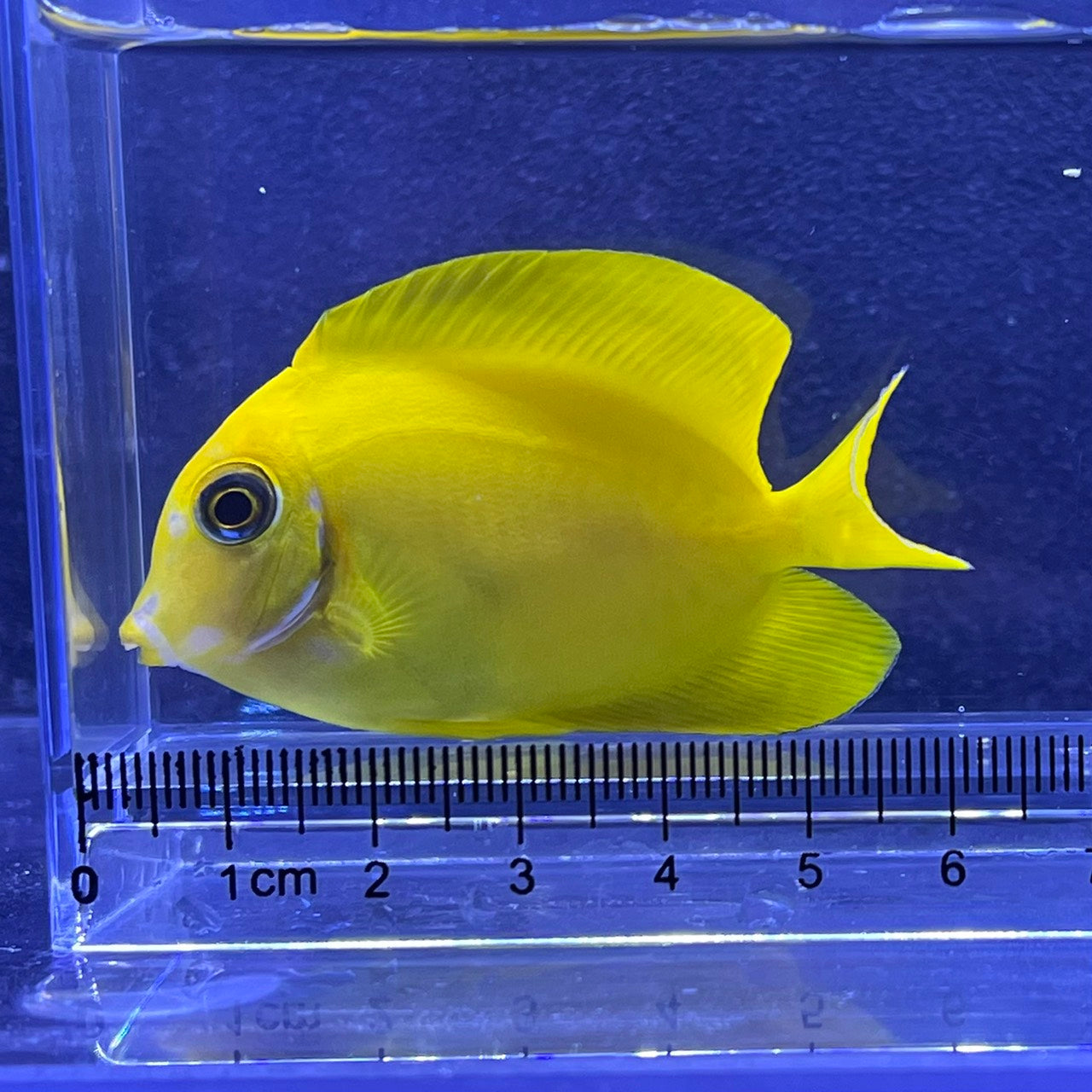 クログチニザイエロー