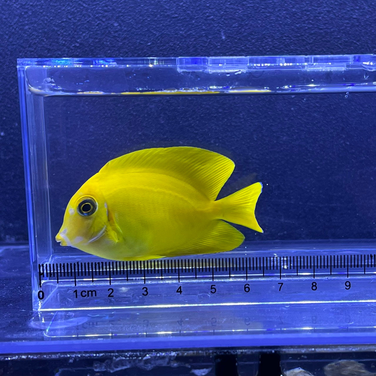 クログチニザイエロー