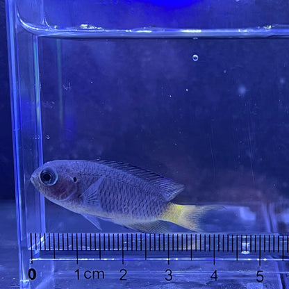 ソラスズメダイ