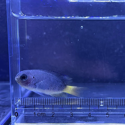 ソラスズメダイ