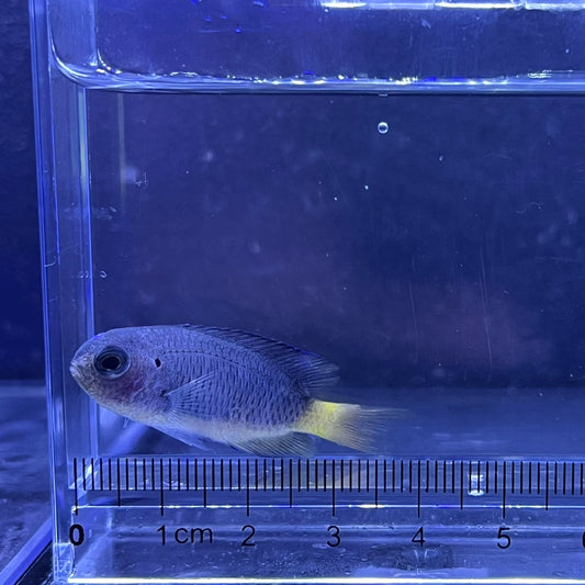 ソラスズメダイ