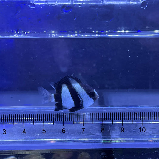 ミスジリュウキュウスズメダイ