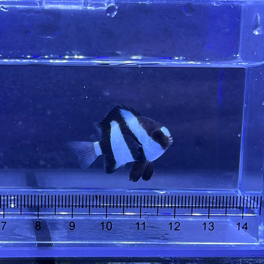 ミスジリュウキュウスズメダイ