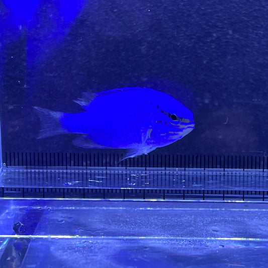 コバルトスズメダイ